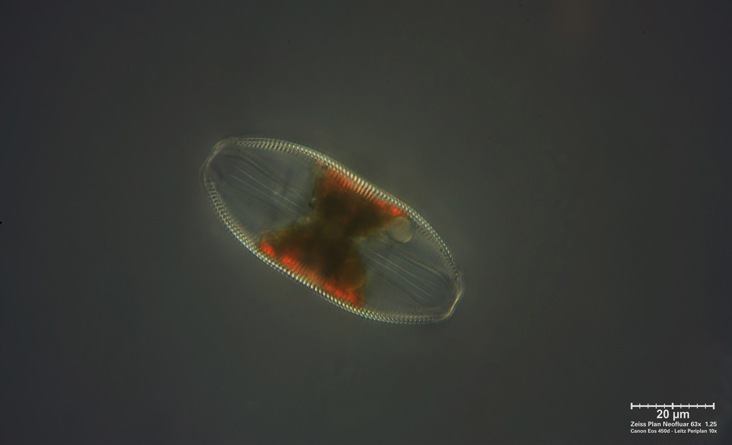 Amphora ovalis  POL